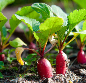 beginner vegetable garden plants