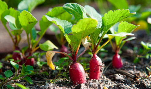beginner vegetable garden plants